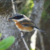 Cape Batis